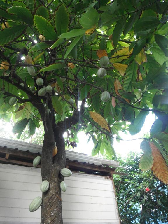 Classique International in Dominica Marigot Chambre photo