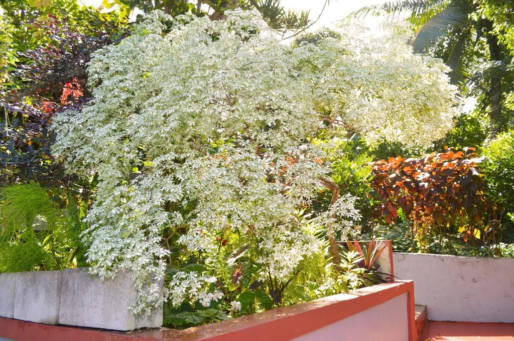 Classique International in Dominica Marigot Chambre photo