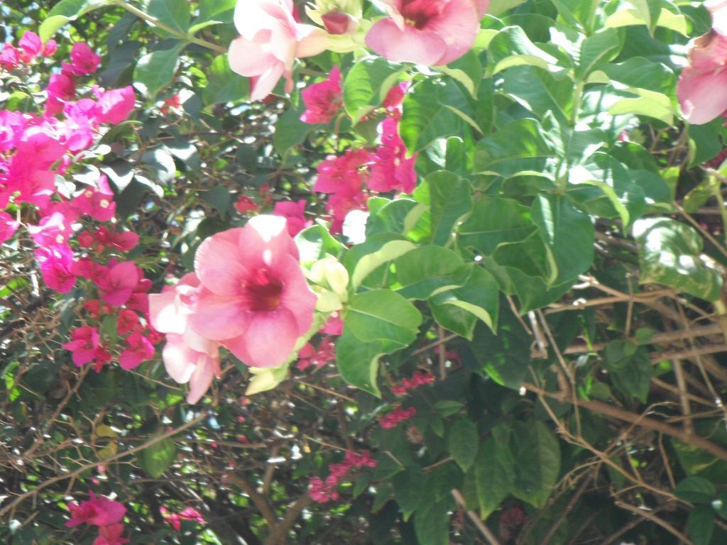 Classique International in Dominica Marigot Chambre photo